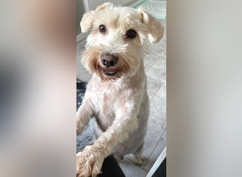 Weiße Zwergschnauzer Welpen nicht haarend reinrassig