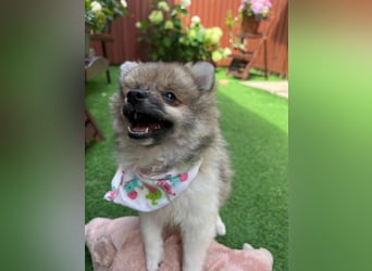 Bonnie SR - Spitz-Prinzessin sucht ihr Für-immer-Zuhause