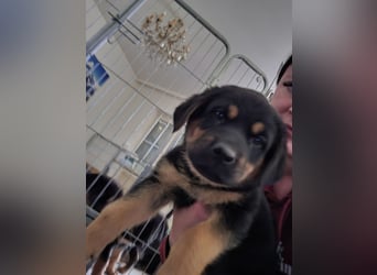 Rottweiler Schäferhund Mischling