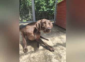 Spike - verspielter, freundlicher Deutsch Kurzhaar Rüde / z.Zt. noch in Rumänien