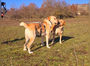 Hector – Der sanfte Riese mit Kuschelpotenzial