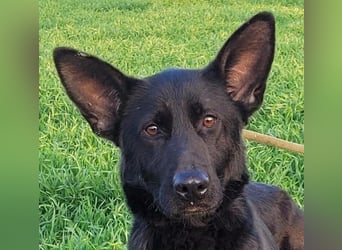 Himerra - schlau und lernwillig