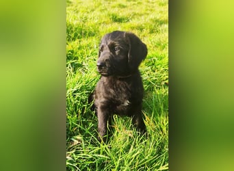 Wunderschöne Labradorwelpen mit Ahnentafel (Silver,Schwarz)
