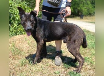 Choki, Mischling