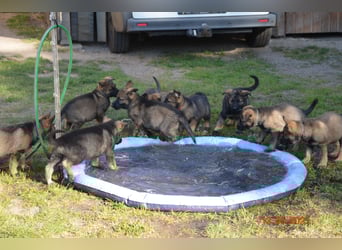 Dunkelgraue Schäferhunde aus Kör-u.Leistungzucht