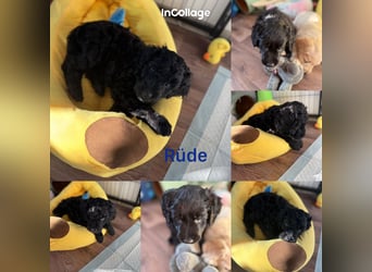 Labradoodle