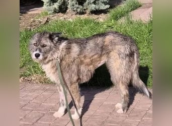 Amy - vorsichtige, schüchterne, ruhige, katzenverträgliche große Hündin / z.Zt. noch in Rumänien