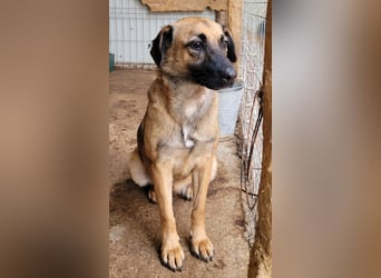 Khaleesi, Mädchen, wird bald 3 Jahre, ca. kniehoch, freundlich, verspielt, Frohnatur