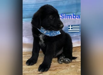 Simba,geb.02/25,griech.Hütehundebub sucht seine Familie,bereits auf PS in 66557 Illingen