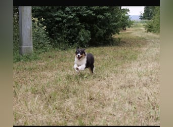 Australian Shepherd Hündin