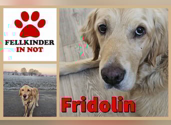 Golden Retriever Mischlings-Rüde Fridolin sucht ein Zuhause