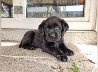 Edle Labrador Welpen (Schwarz/Foxred/Creme) mit Ahnentafel, Nachkommen von Champions