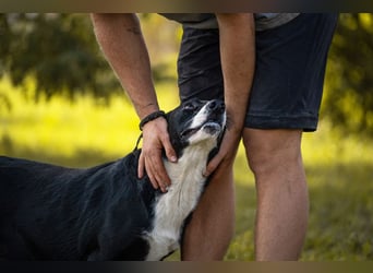 Gretchen: kennt nur das Tierheim