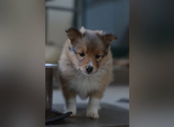 Sheltie Welpen