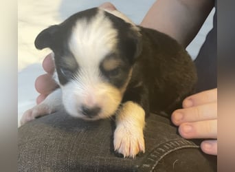 Mini American Shepherd / Mini Aussie