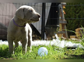 Weimaraner-Mix Welpen aus liebevoller Verpaarung – 12 kleine Wunder suchen ihr Zuhause
