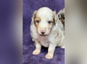 Australian Shepherd Welpen (ASCA)