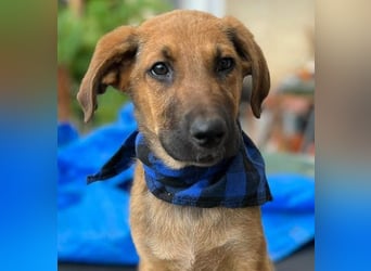 KOREL - bezauberndes Hundekind auf Familiensuche!