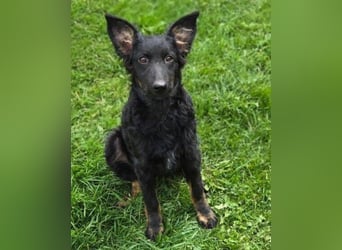 LARA ist ein verspieltes Hundemädchen
