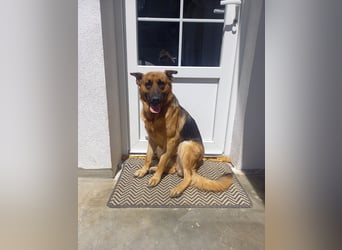 Molly sucht ein liebevolles Zuhause