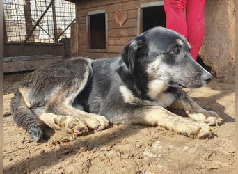♥INKY♥ wunderschöne, ganz liebe Juniorin, die dringend ein Zuhause sucht 48 cm (noch etwas wachsend)