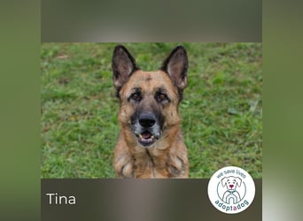 Tina: Traumhund sucht Traumzuhause