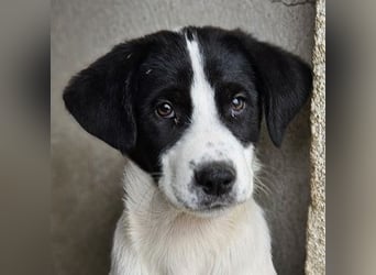 Zola, geb. ca. 01/2025, lebt in GRIECHENLAND, im städt. Tierheim Serres