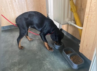 Axel, sucht eine aktive Familie….