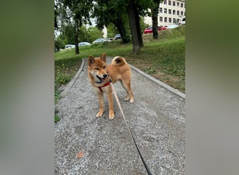 Hervorragender Shiba-Inu-Wurf mit hervorragendem Ausstellungspotenzial