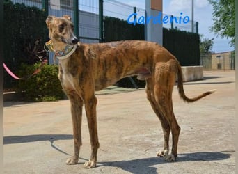 Gardenio 03/2021 (ESP) - traumhafter, verschmuster und sozialer Galgo!