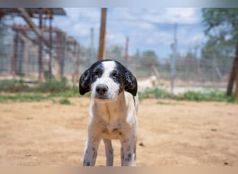 Coco - Pointer-mix sucht liebevolles Zuhause
