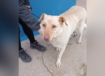 Laika, darf sie einmal im Leben ein schönes Zuhause haben?!