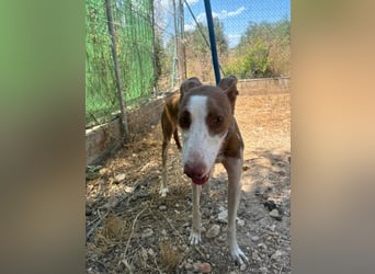 LOLA-die sanfte Schokopodenca auf der Suche nach ihrem Für-immer-Zuhause