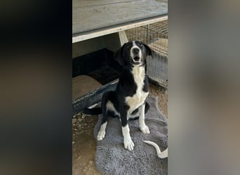 Hübscher Elvis sucht Zuhause für immer!