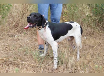 Douglas,  Pointer-Mix, lieb und sozial
