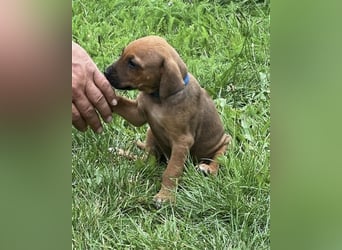 Reinrassige Rhodesian Ridgebackwelpen suchen ein liebevolles zu Hause