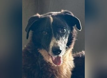 Coraggio - Der Mut hat sich schon bereit gemacht