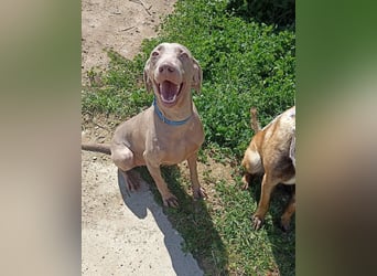 Vaiana – eine sanfte Weimaraner-Hündin