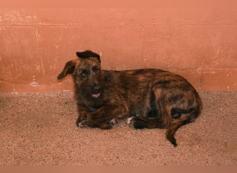 Bombón  sucht ein Zuhause