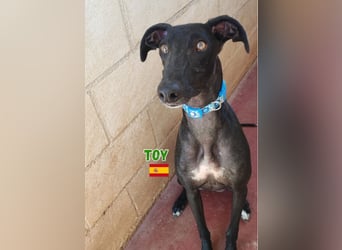 Toy,geb.04/24,fröhlicher Galgo sucht seine Familie