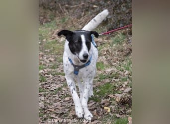 Diana ist eine entspannte Hundedame