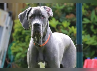 Aris aus Mönchengladbach - wunderschöner Deutscher Doggen Bub!