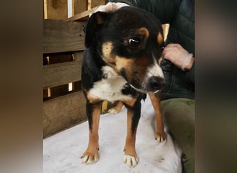 Franjo sucht warmes & liebevolles Zuhause