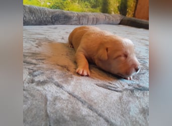 Reinrassige Labradorwelpen