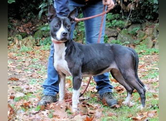Aretusa - sieht so ein chancenloser Hund aus?