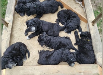 Doodle Bergamasker Barbet Mix Bergamasco Franz. Wasserhund Bergadoodle für Allergiker nicht haarend