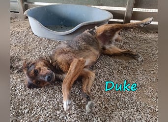 Duke 02/2021 (GRC) - dringend Pflegestelle oder Zuhause gesucht!