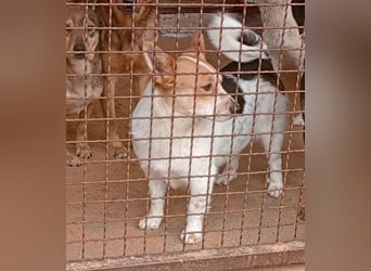 ❤️ süßer kleiner Stenz PABLO - 3 Jahre, 30cm - Corgi-Jack-Russel-Mix