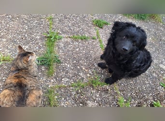 Liebevoller Mischlingsrüde Loki sucht sein Traum zuhause