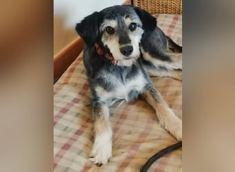 Lilli – Eine zarte Seele auf der Suche nach Vertrauen und einem Zuhause.
